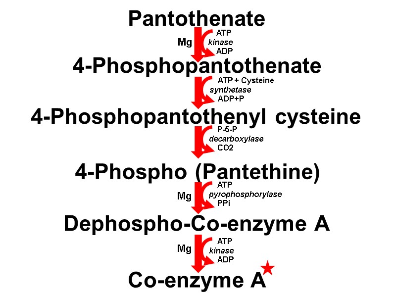 Pantothenate 4-Phosphopantothenate 4-Phosphopantothenyl cysteine 4-Phospho (Pantethine) Dephospho-Co-enzyme A Co-enzyme A    